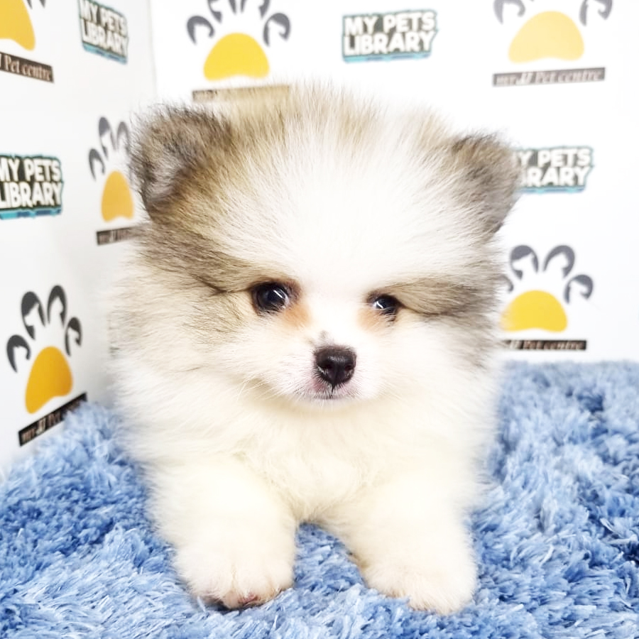 Pomeranian Puppy (Male) For Sale