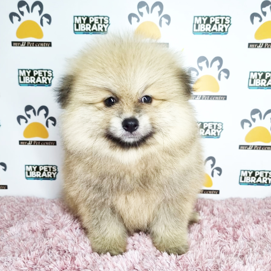Pomeranian Puppy (Female) For Sale