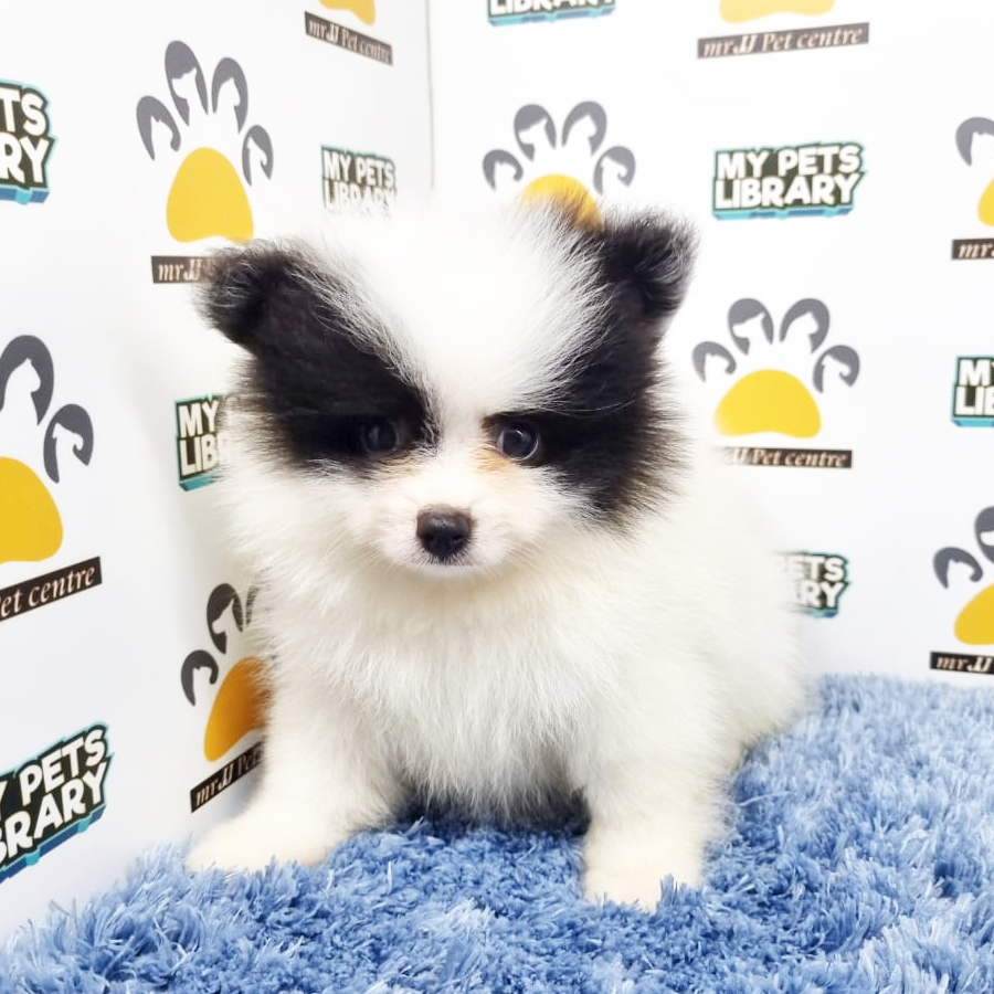 Pomeranian Puppy (Male) For Sale