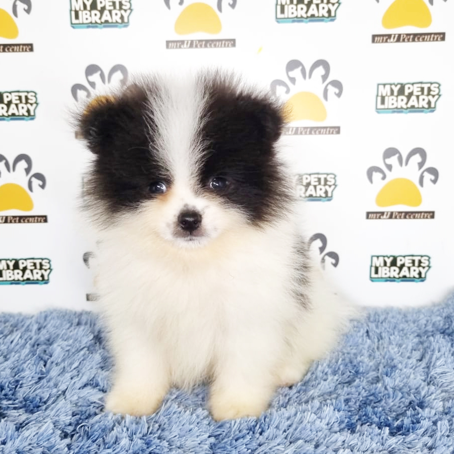Pomeranian Puppy (Male) For Sale