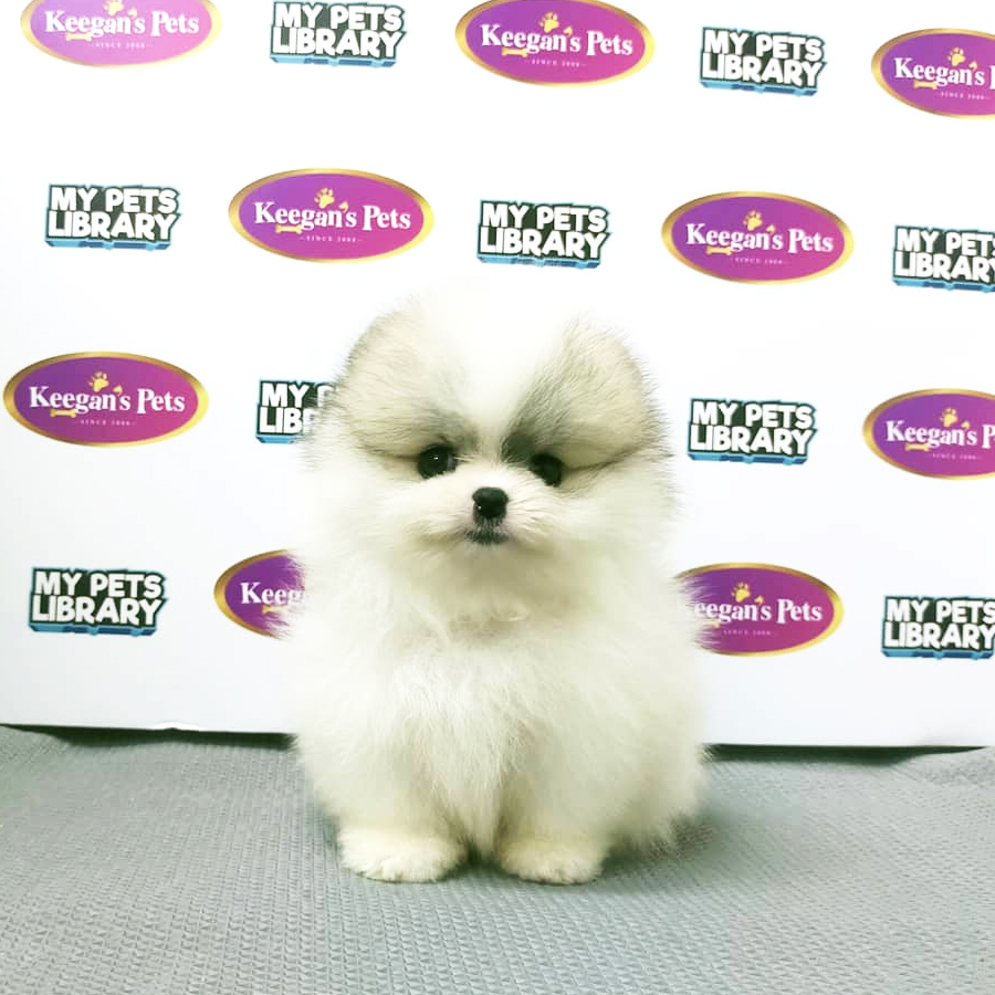 MKA Pomeranian Puppy (Female) For Sale