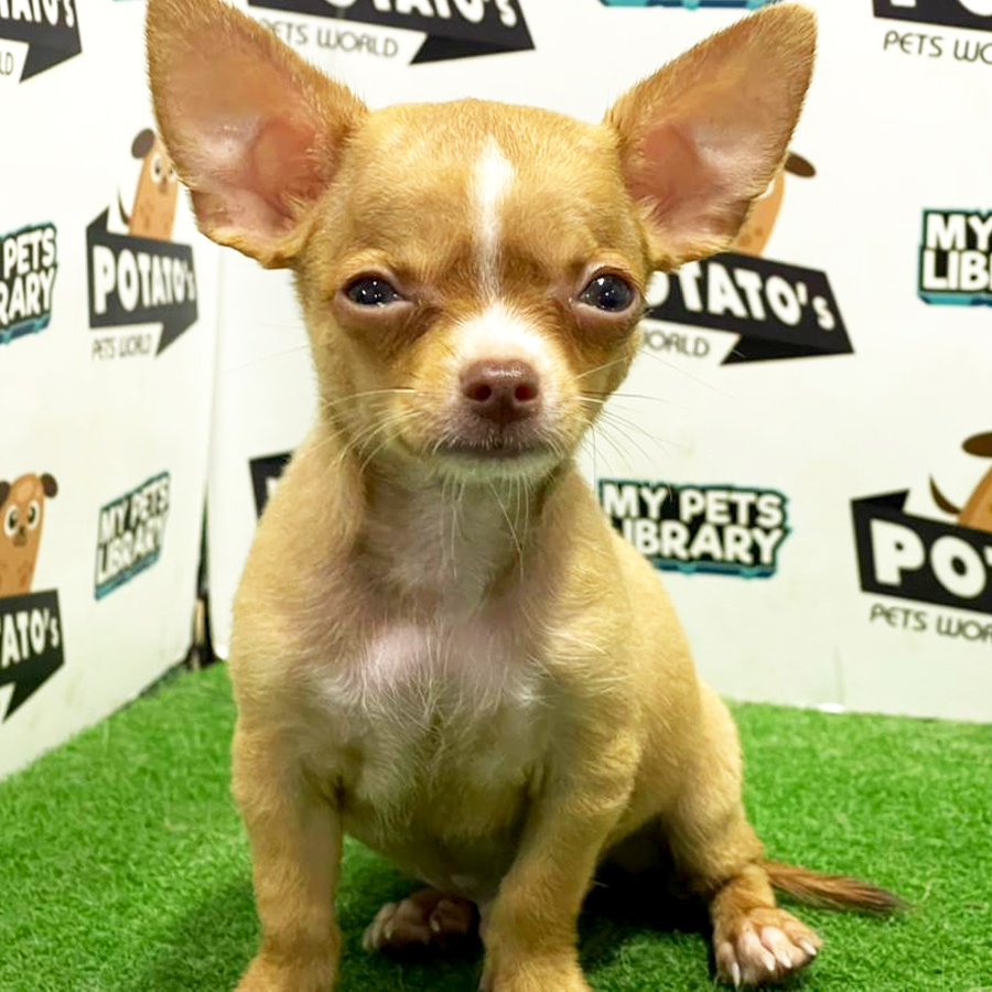 Chihuahua Puppy (Male) For Sale
