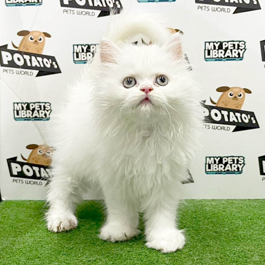 Persian Kitten (Female) For Sale