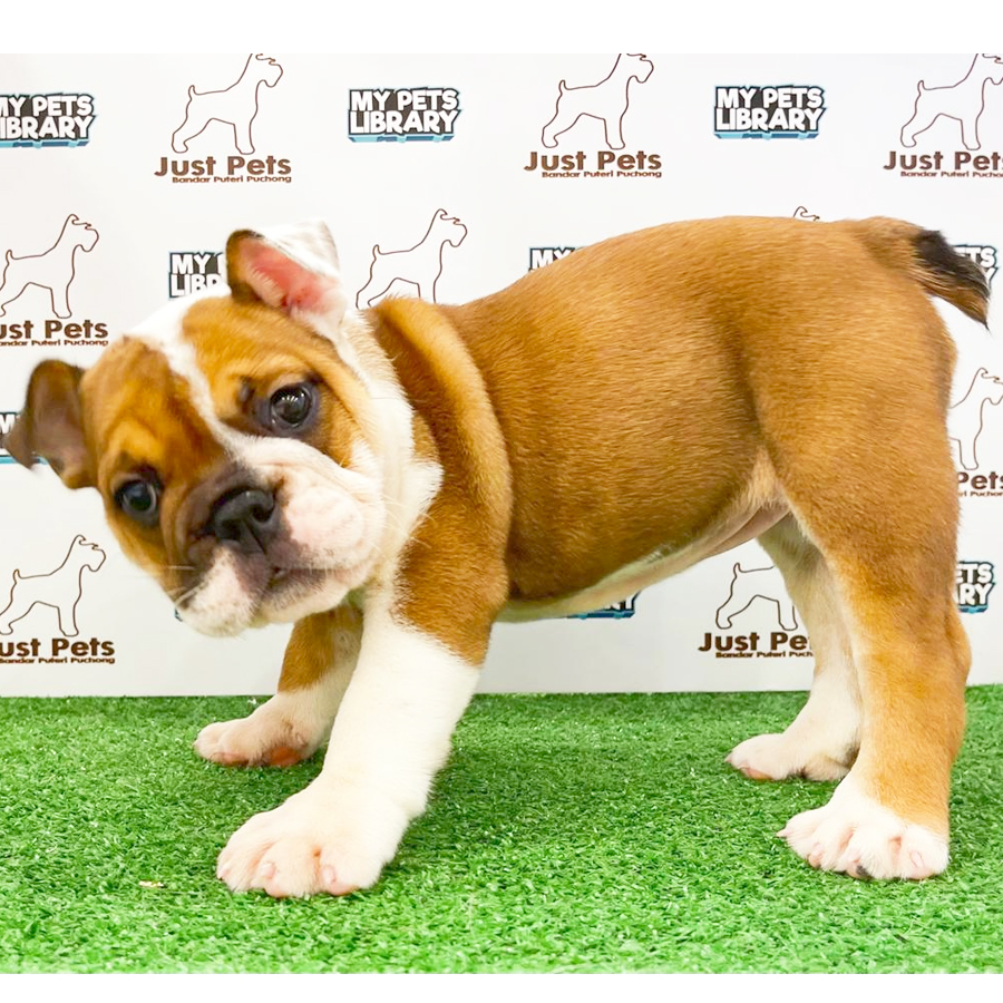 MKA English Bulldog Puppy (Female) For Sale