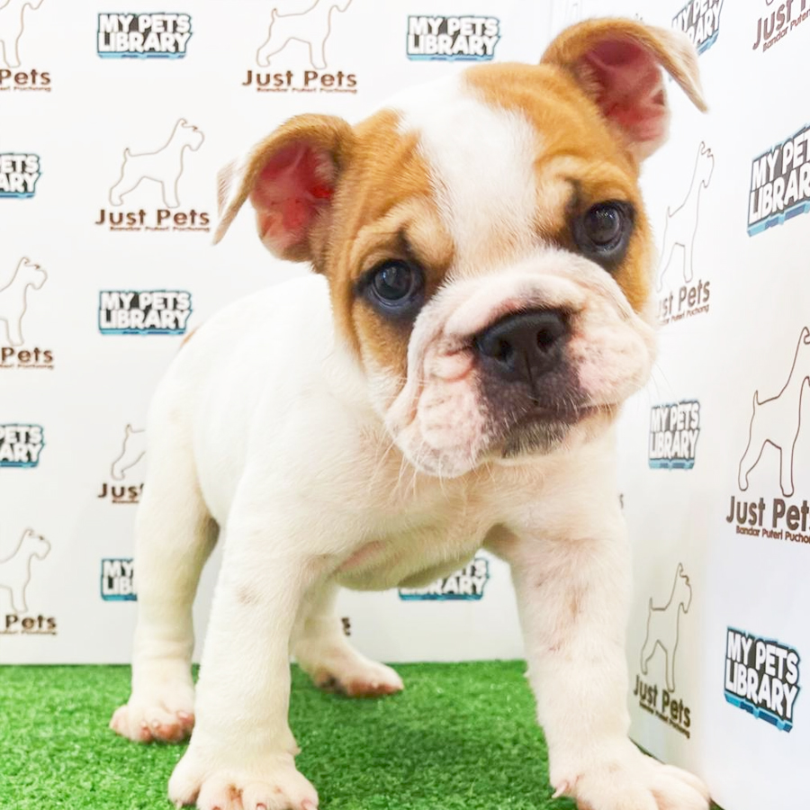 MKA English Bulldog Puppy (Male) For Sale