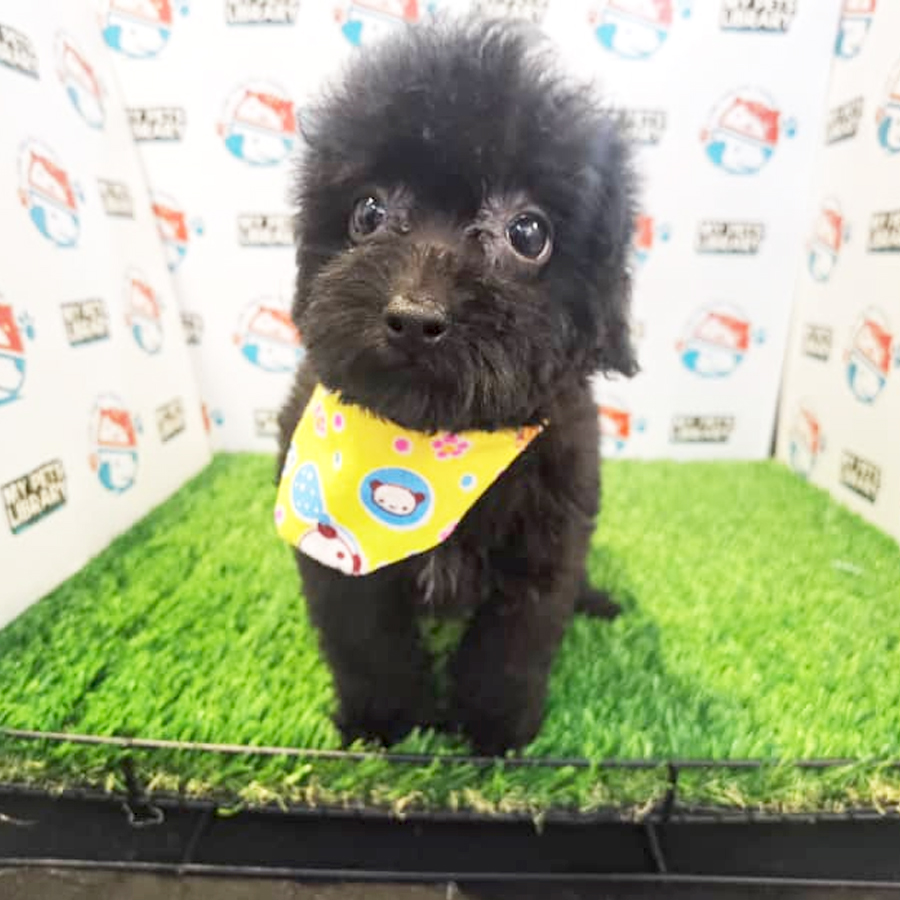 Toy Poodle Puppy (Female) For Sale