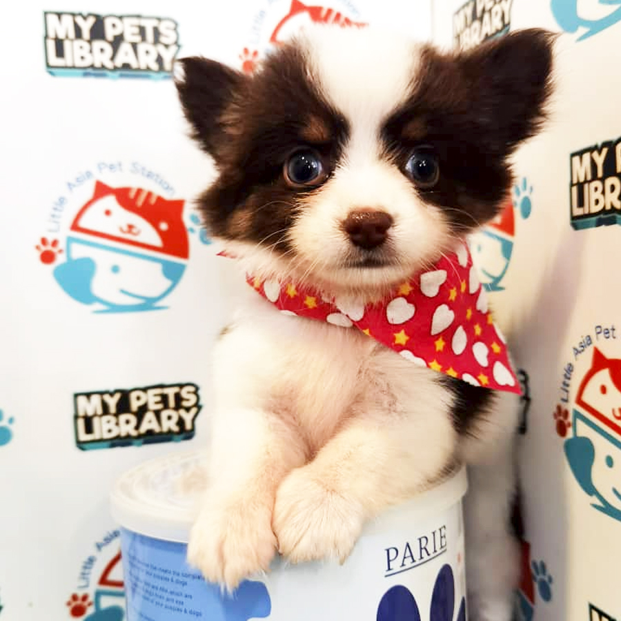 Chihuahua Puppy (Female) For Sale