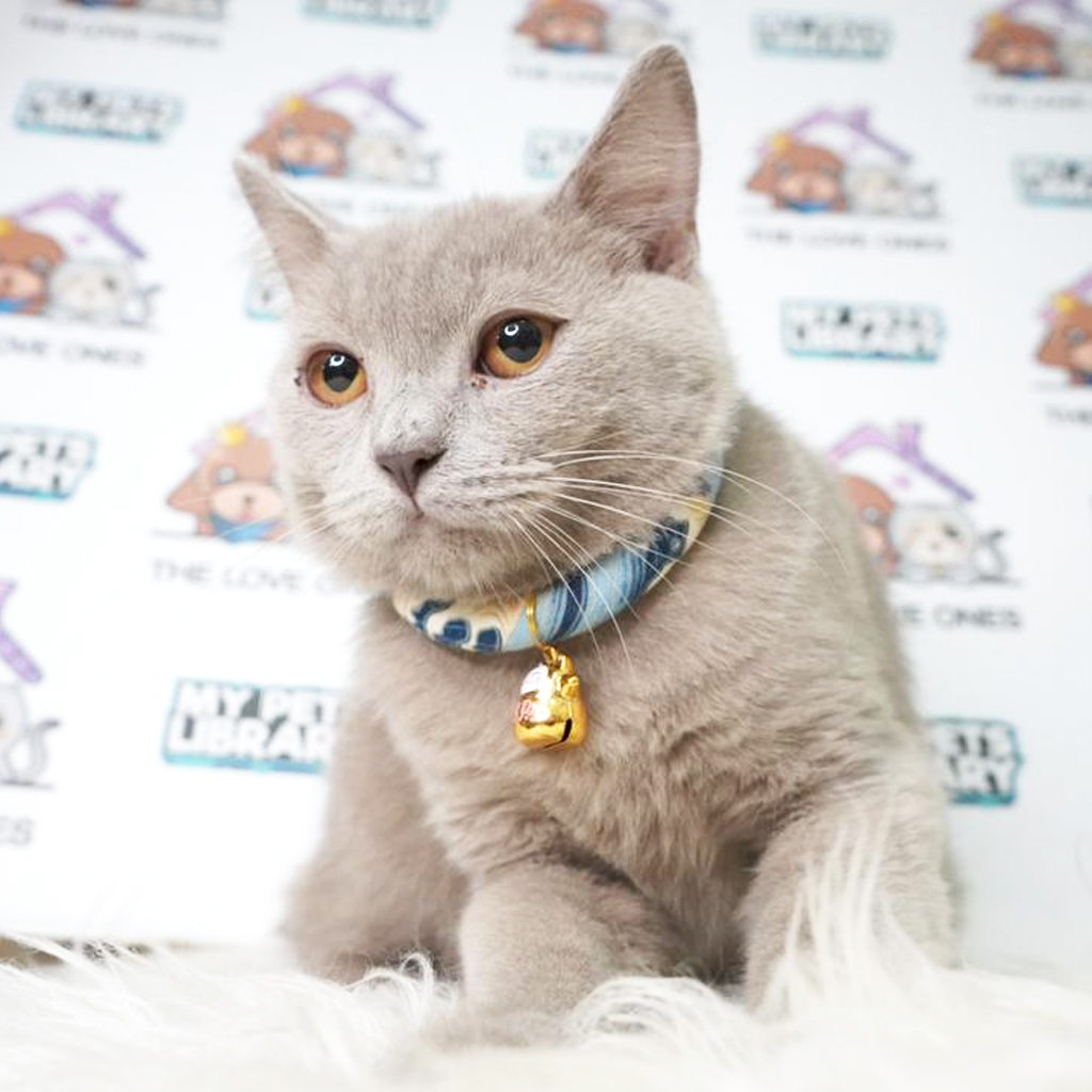British Shorthair Kitten (Male) For Sale