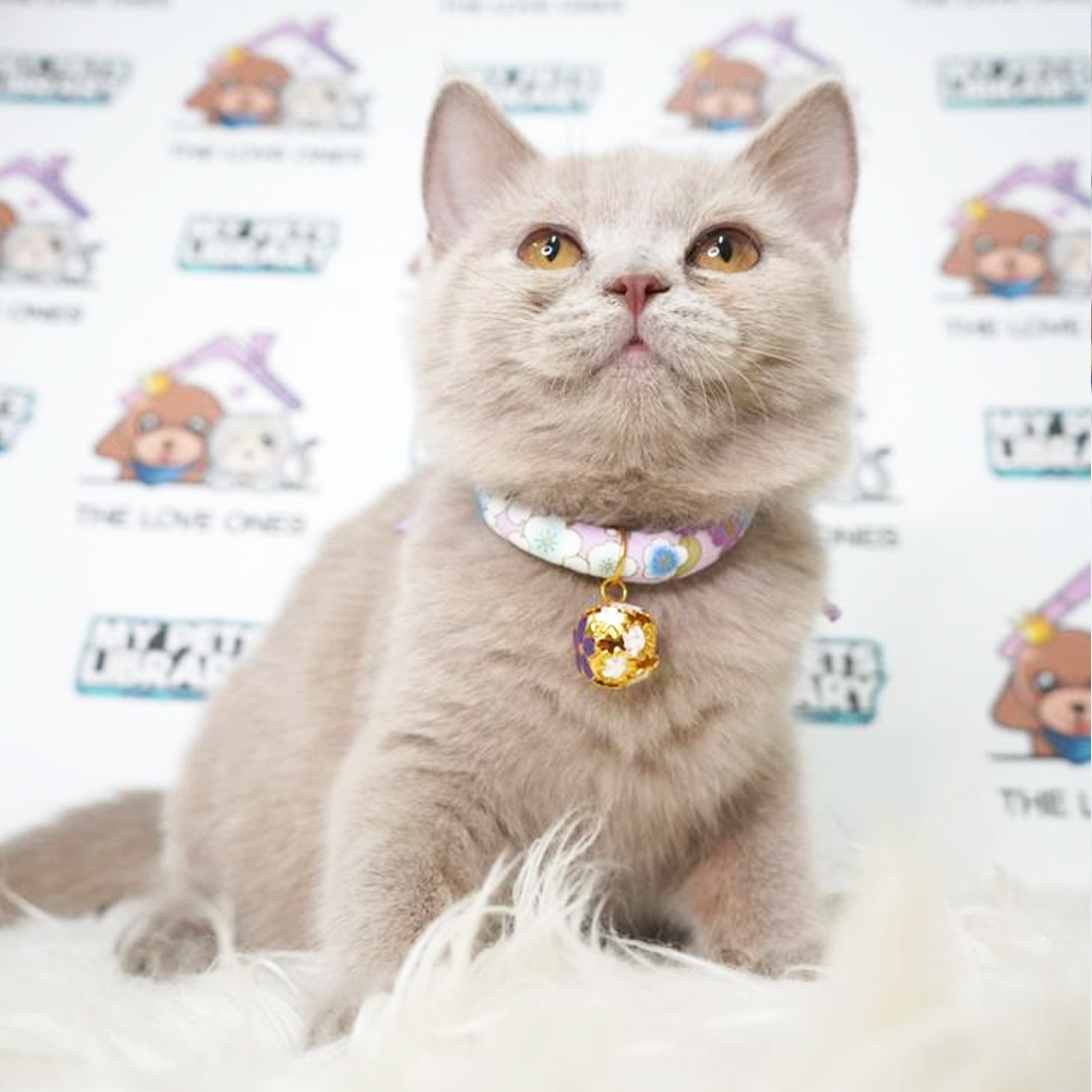 British Shorthair Kitten (Female) For Sale