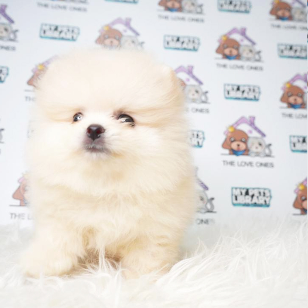 Pomeranian Puppy (Male) For Sale