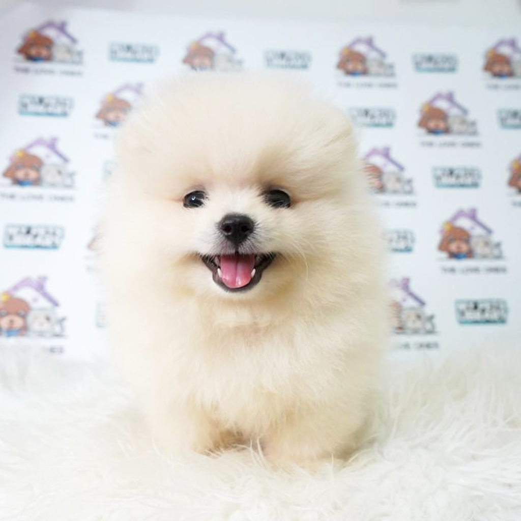 Pomeranian Puppy (Male) For Sale
