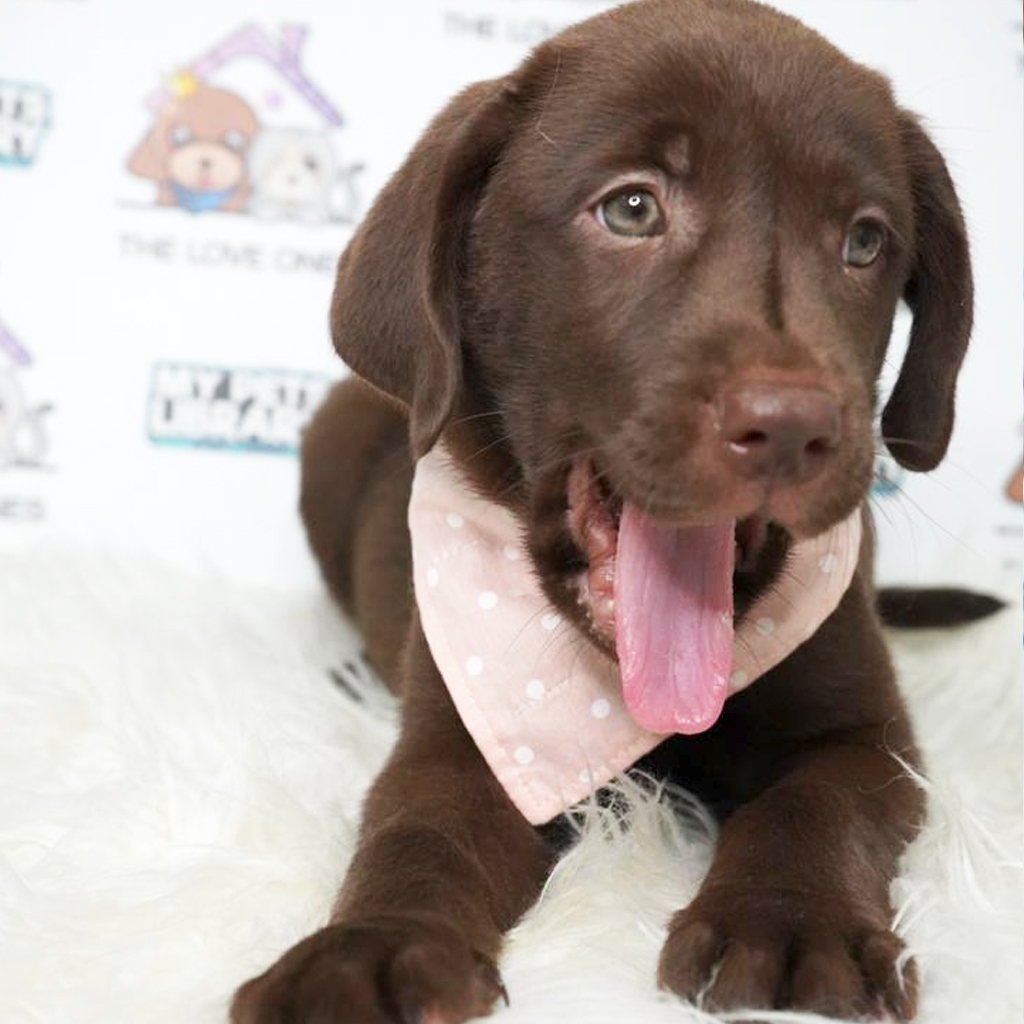 Labrador Retriever Puppy (Female) For Sale