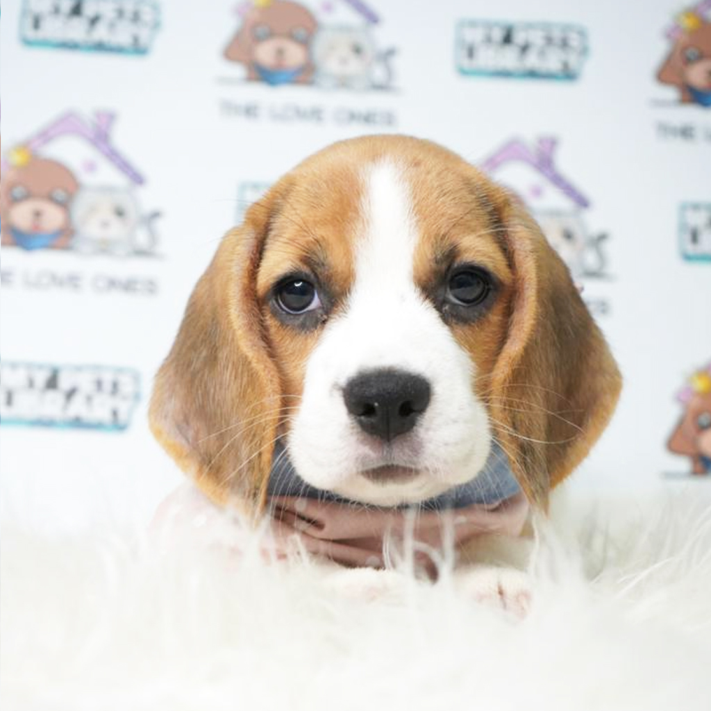 Beagle Puppy (Female) For Sale