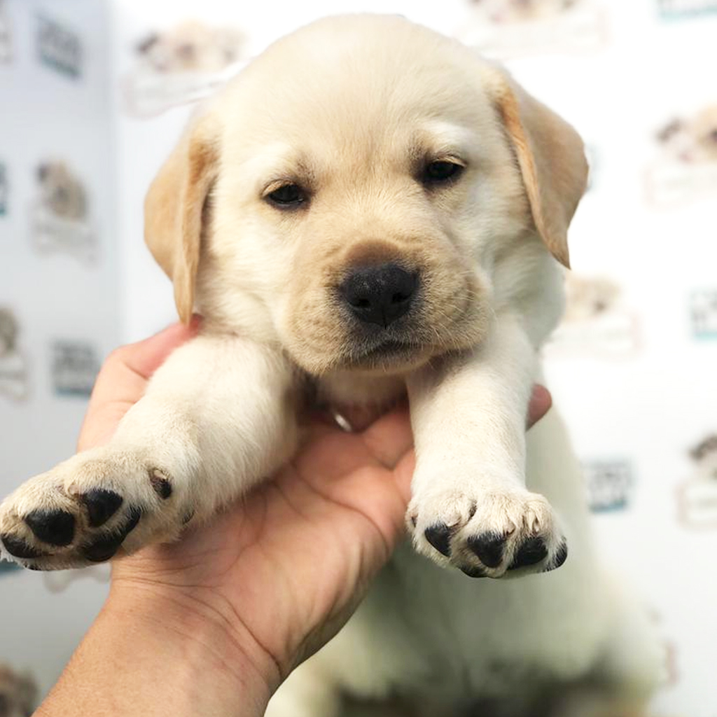 Labrador Puppy (Female) For Sale