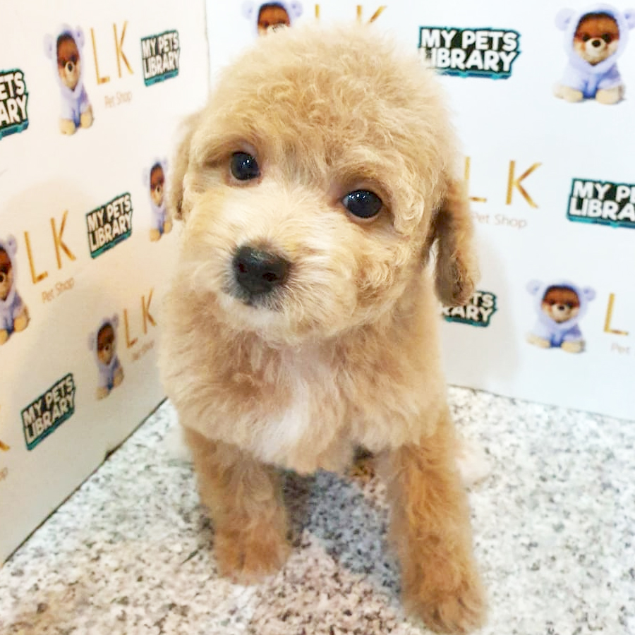Toy Poodle Puppy (Male) For Sale