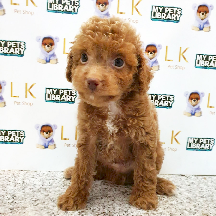 Toy Poodle Puppy (Male) For Sale
