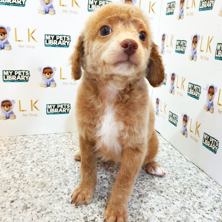 Toy Poodle Puppy (Male) For Sale