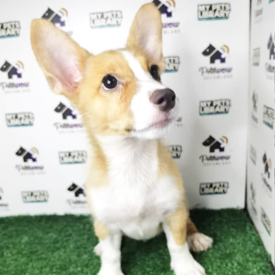 Pembroke Welsh Corgi Puppy (Female) For Sale
