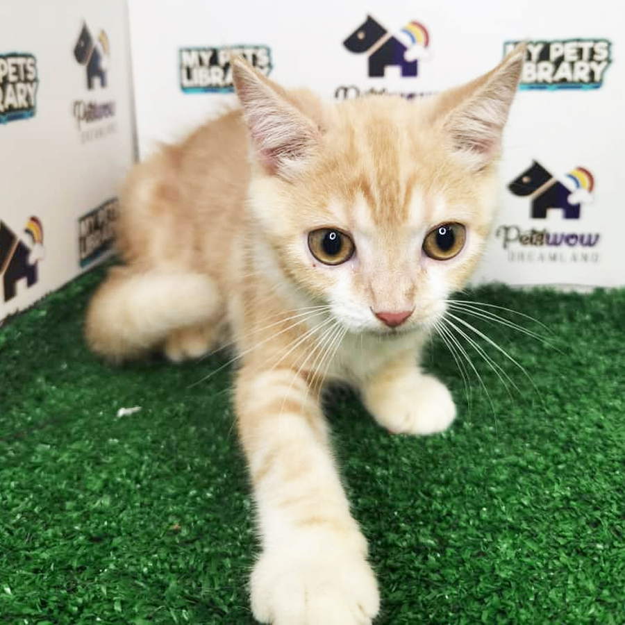 Tabby British Shorthair Kitten (Male) For Sale