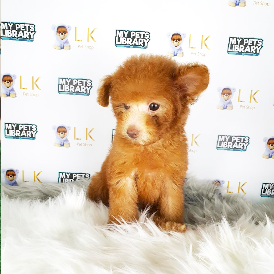 Toy Poodle Puppy (Female) For Sale