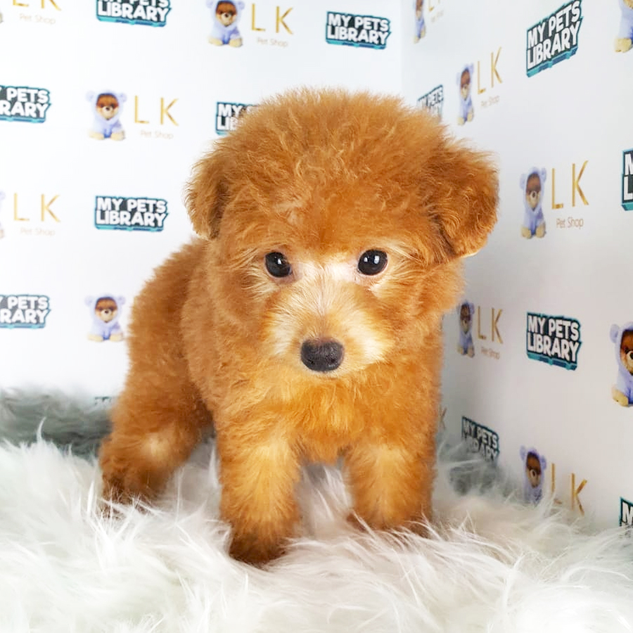 Toy Poodle Puppy (Male) For Sale
