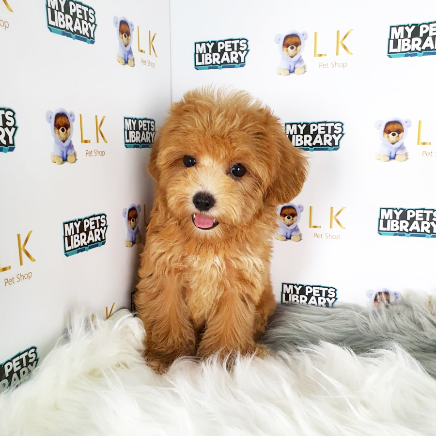 Toy Poodle Puppy (Male) For Sale