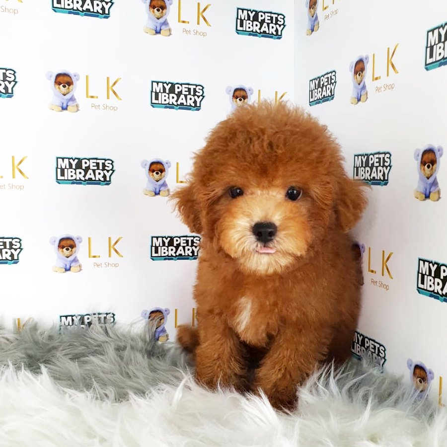 Toy Poodle Puppy (Male) For Sale