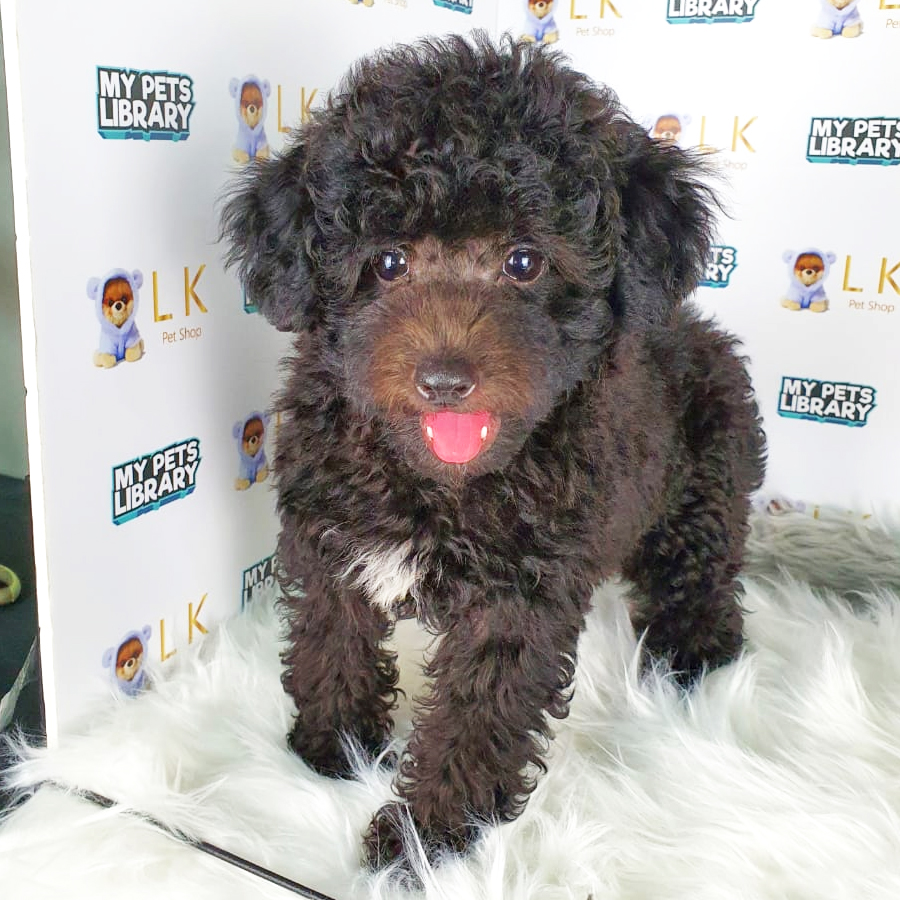 Toy Poodle Puppy (Male) For Sale