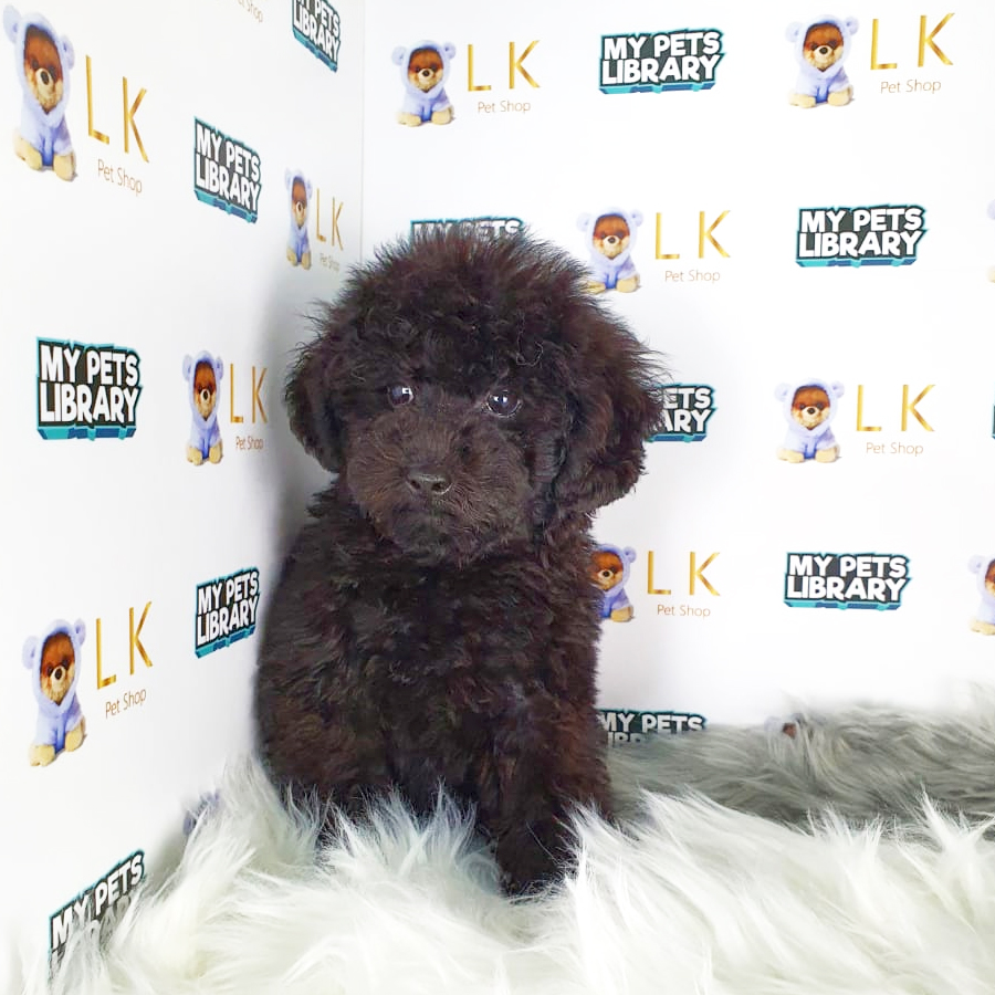 Toy Poodle Puppy (Male) For Sale