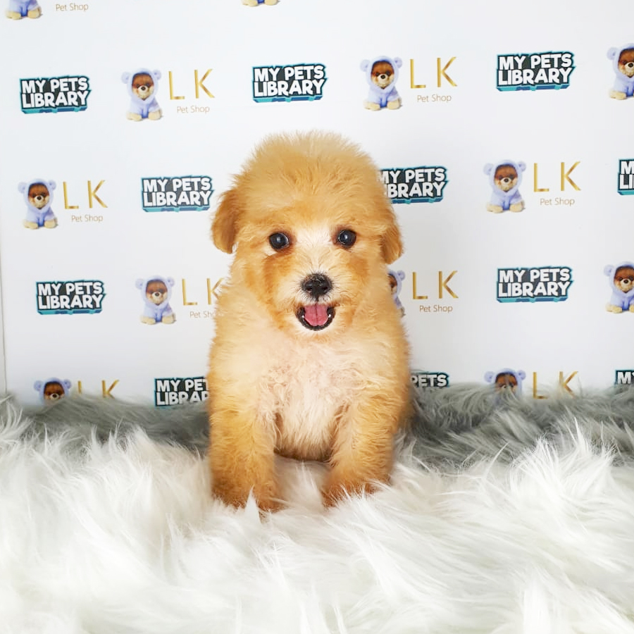 Toy Poodle Puppy (Male) For Sale