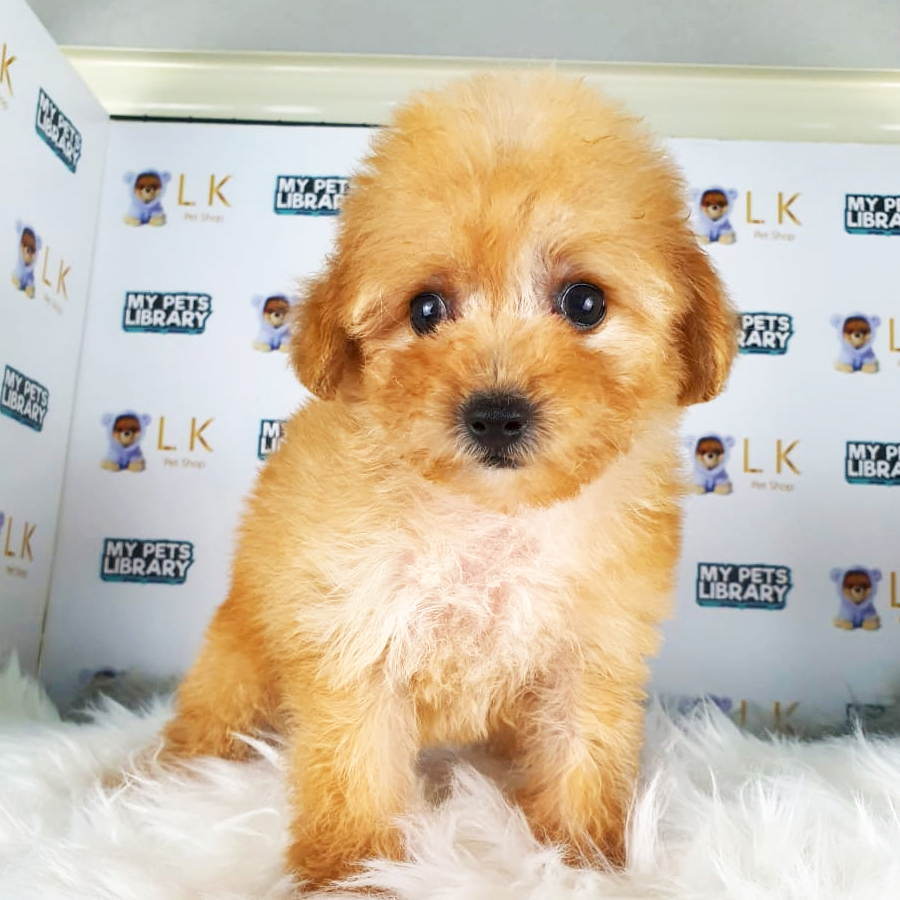 Toy Poodle Puppy (Female) For Sale