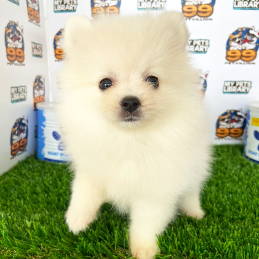 Pomeranian Puppy (Female) For Sale