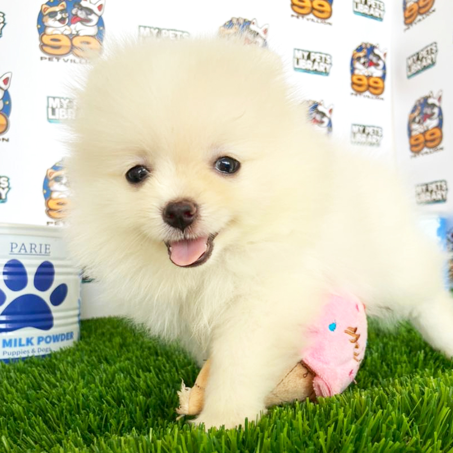 Pomeranian Puppy (Female) For Sale