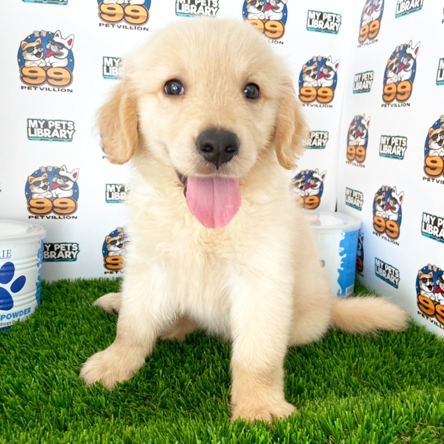 Golden Retriever Puppy (Male) For Sale