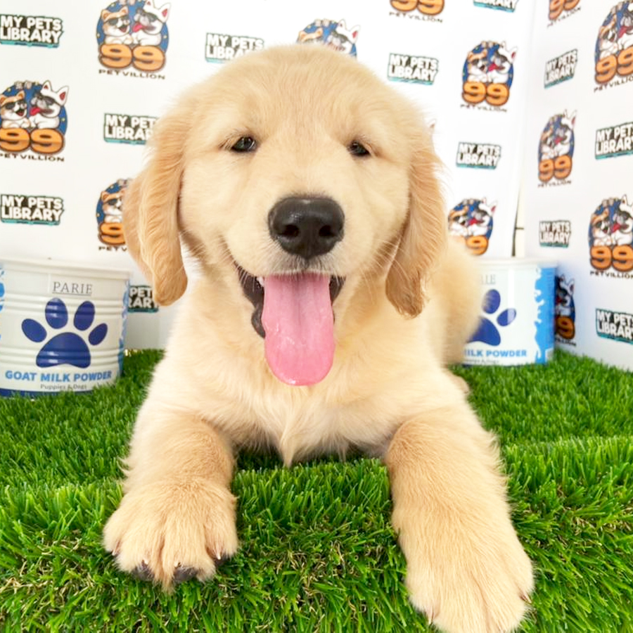 Golden Retriever Puppy (Female) For Sale