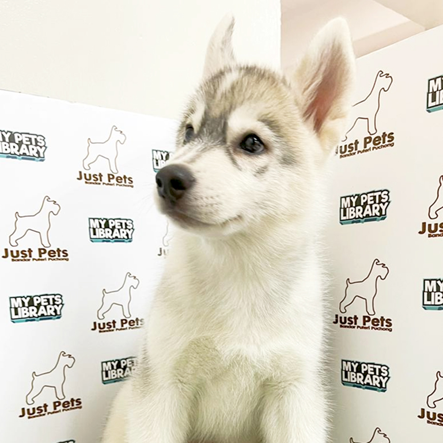 MKA Siberian Husky Puppy (Male) For Sale