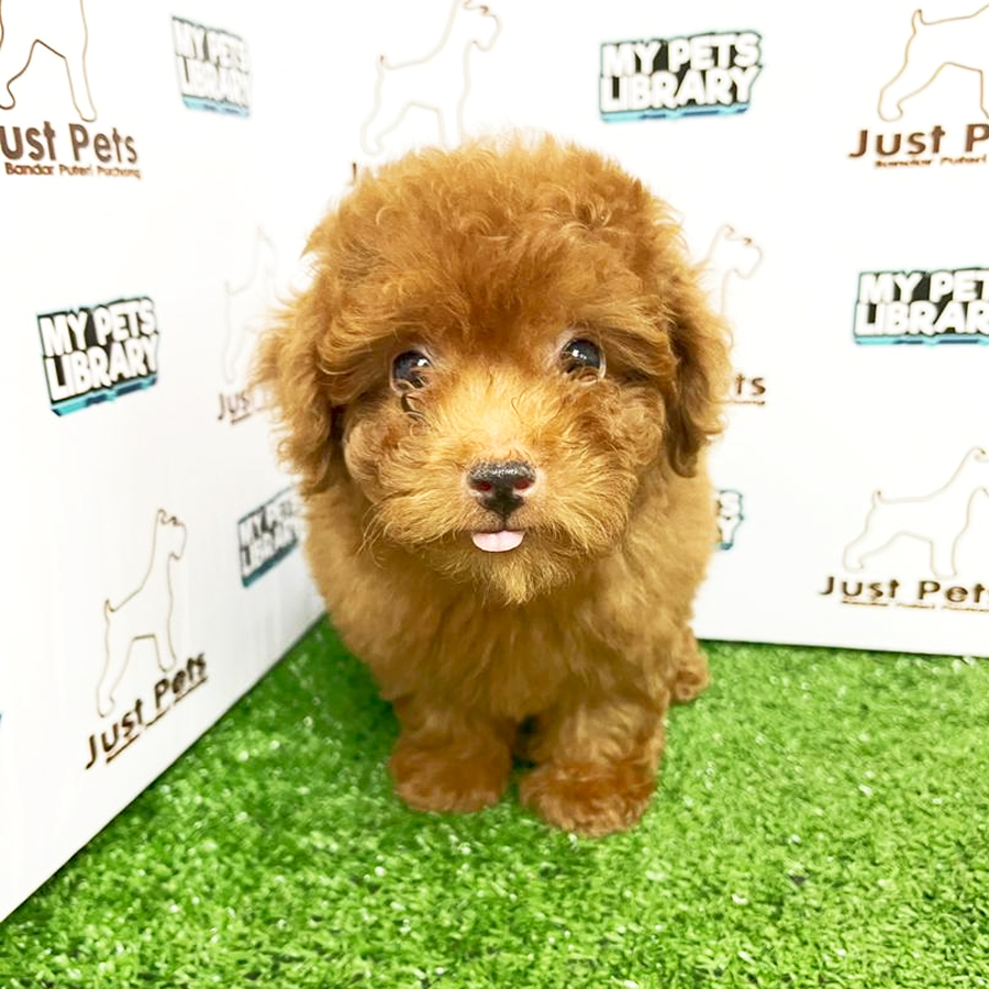 MKA Tiny Poodle Puppy (Male) For Sale