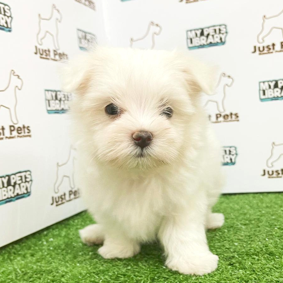 MKA Maltese Puppy (Male) For Sale