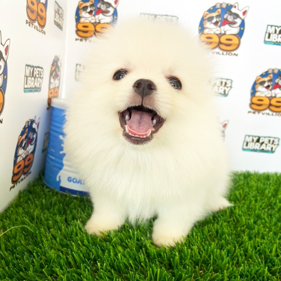 Pomeranian Puppy (Female) For Sale