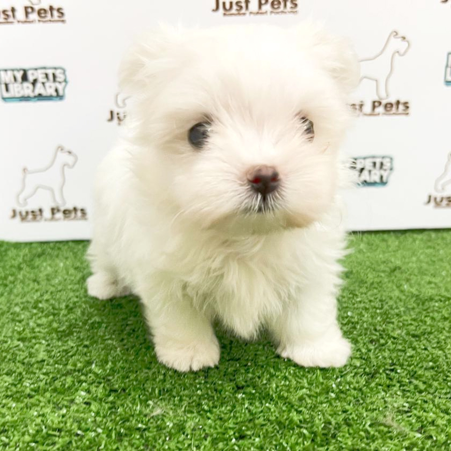 MKA Tiny Maltese Puppy (Male) For Sale