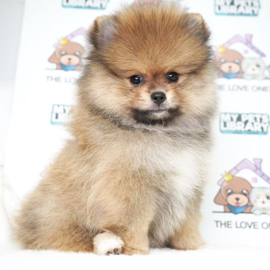 Pomeranian Puppy (Female) For Sale