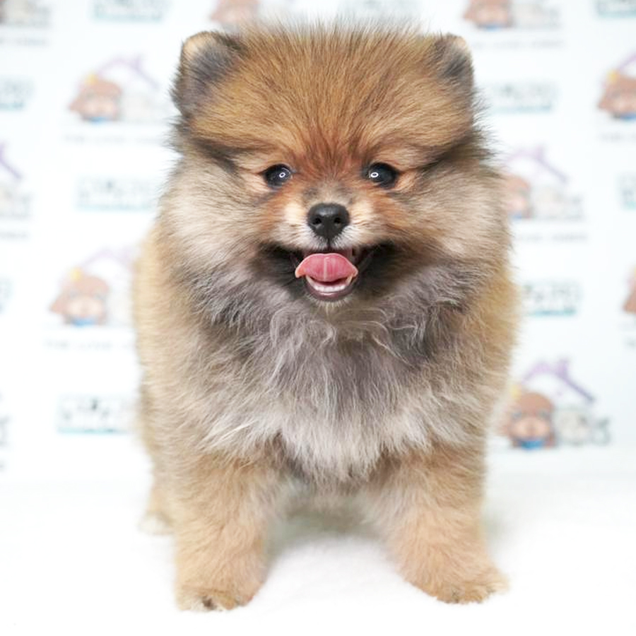Pomeranian Puppy (Female) For Sale