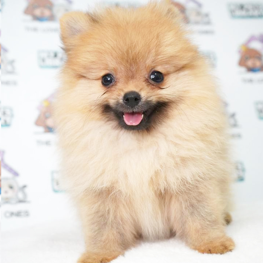 Pomeranian Puppy (Female) For Sale