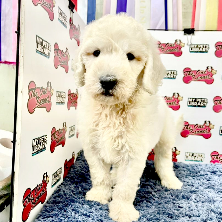 Standard Poodle Puppy (Male) For Sale