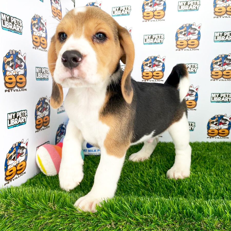 Beagle Puppy (Male) For Sale