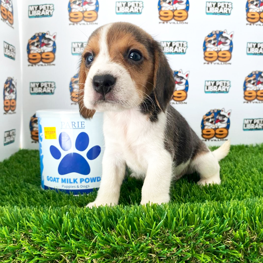 Beagle Puppy (Male) For Sale