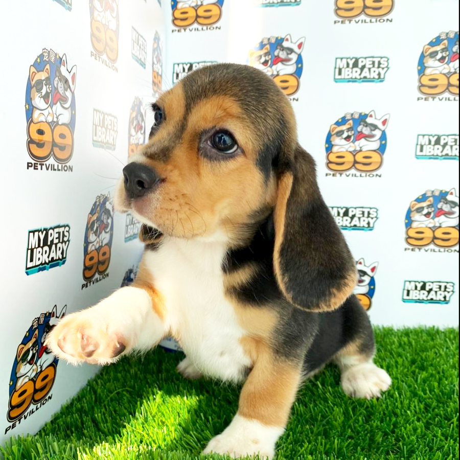 Beagle Puppy (Female) For Sale