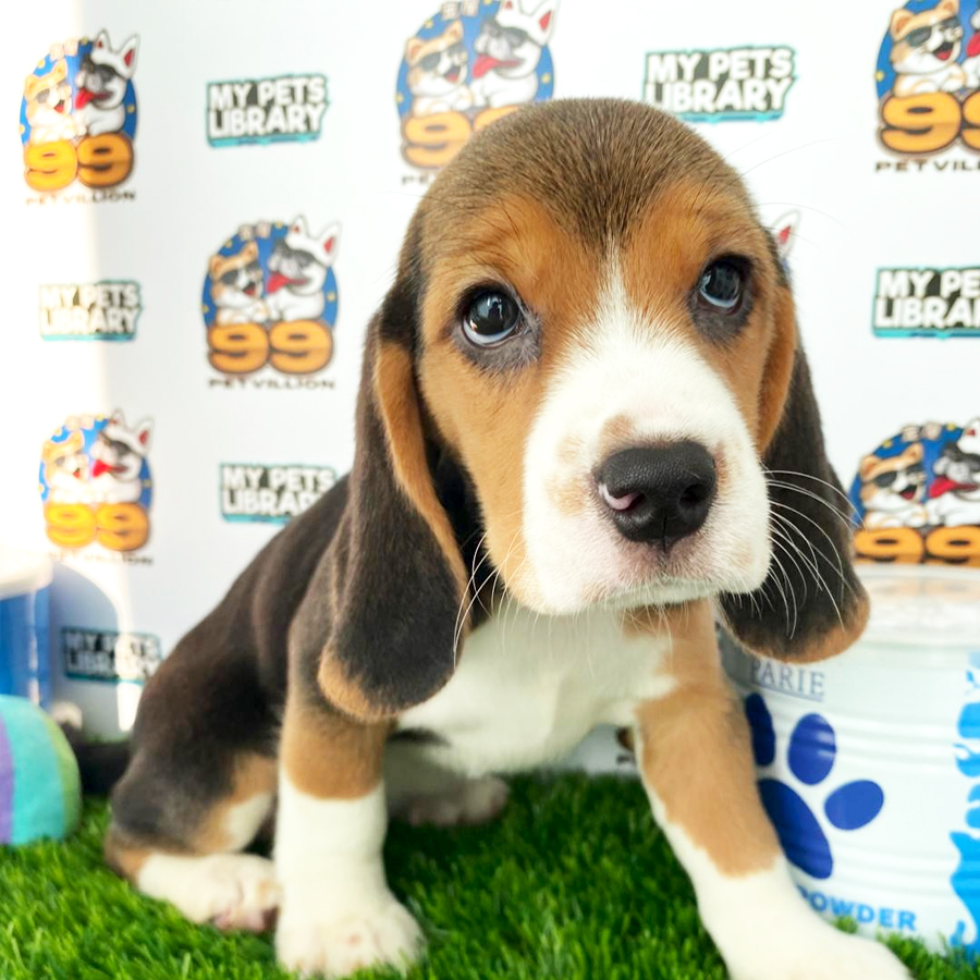Beagle Puppy (Female) For Sale