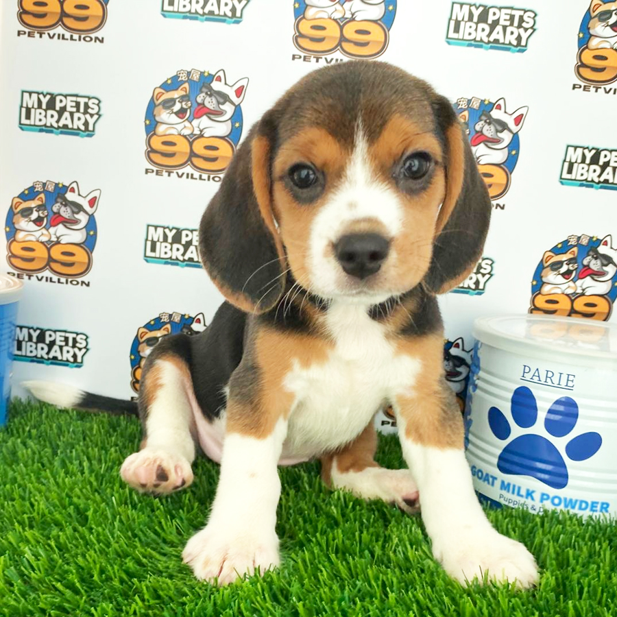 Beagle Puppy (Female) For Sale