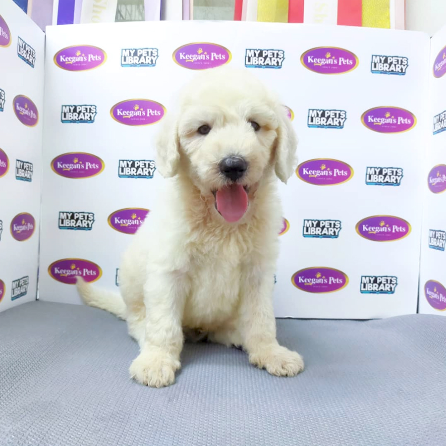 Standard Poodle Puppy (Male) For Sale